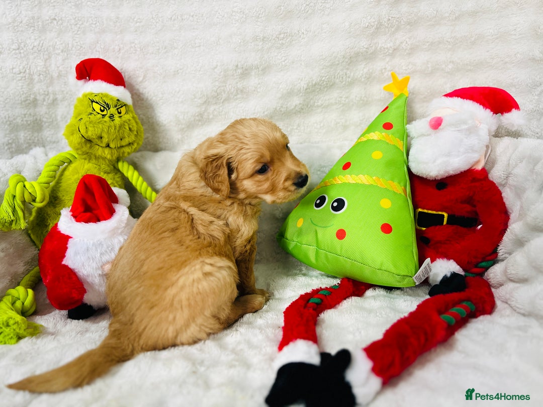 Golden Retriever dogs for sale: Extensively health tested clear golden retrievers - Advert 8