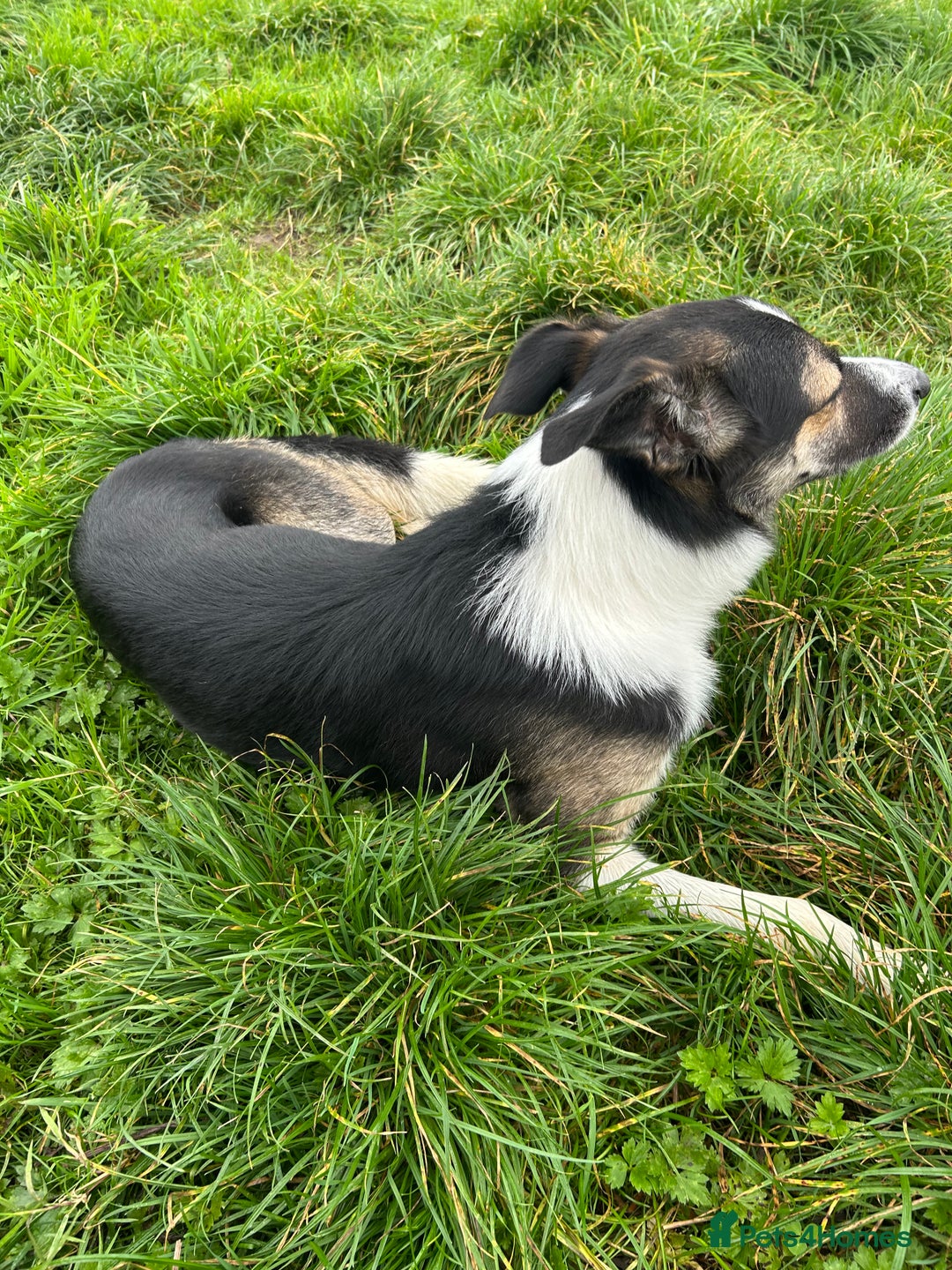 Border Collie dogs for sale: Beautiful Border Collie - Advert 2