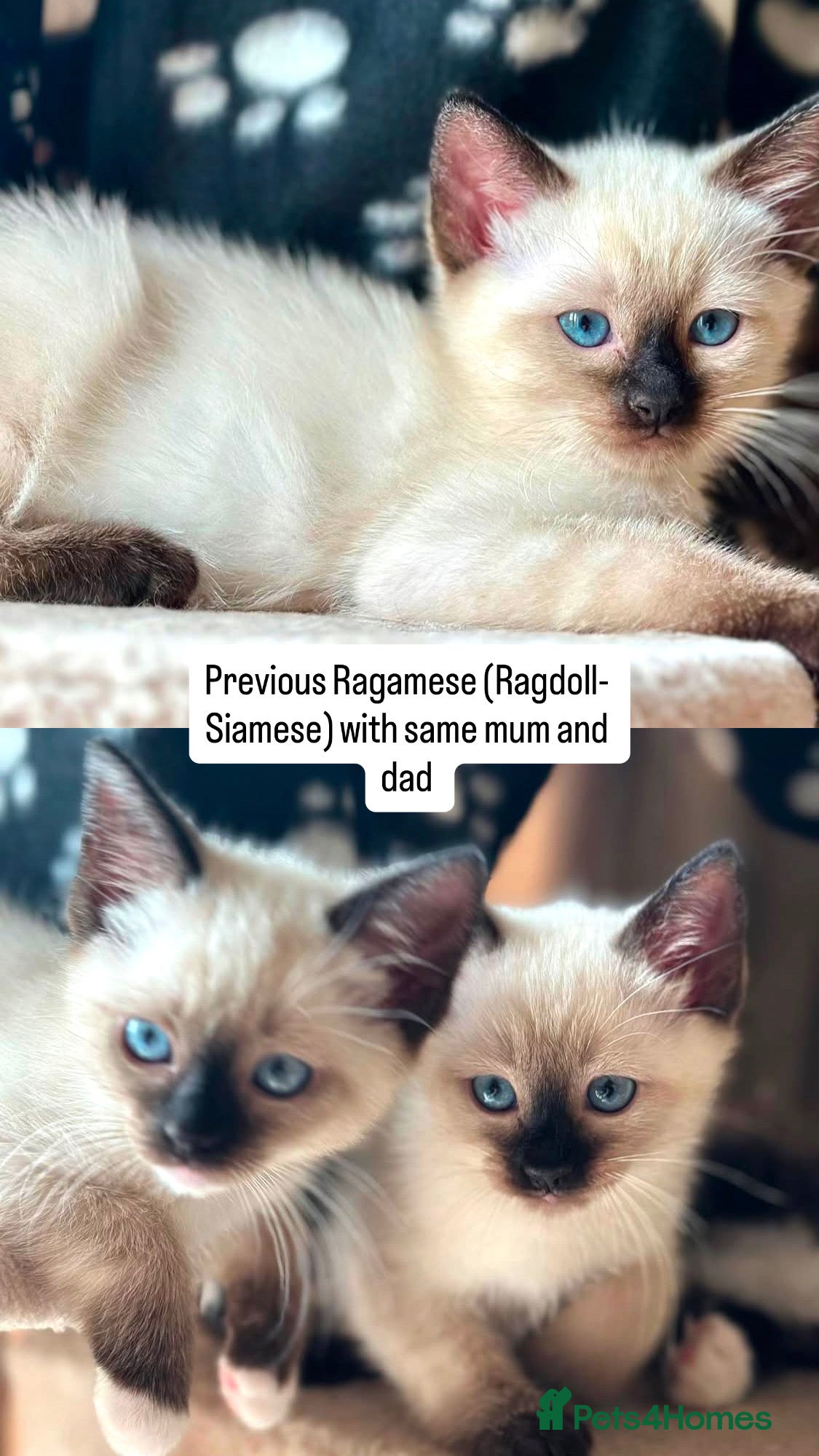 Ragamese cats RAGAMESE (RAGDOLL-SIAMESE) KITTENS - Advert 1