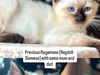 Ragamese cats RAGAMESE (RAGDOLL-SIAMESE) KITTENS - Advert 1