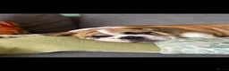 English Bulldog dogs for stud: 🐶 ENGLISH BULLDOG STUD 🐶  - Advert 4