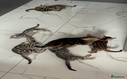 Bengal cats for sale: 🏡Stunning Tica registered Bengal Kittens  🐾 - Image 2