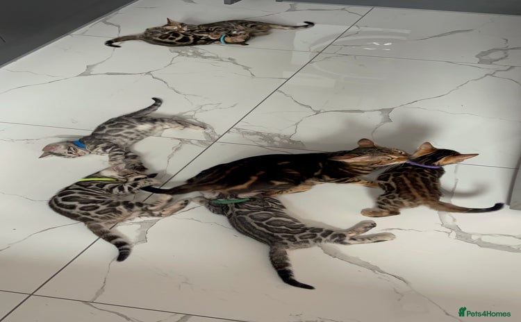 Bengal cats - Advert 9