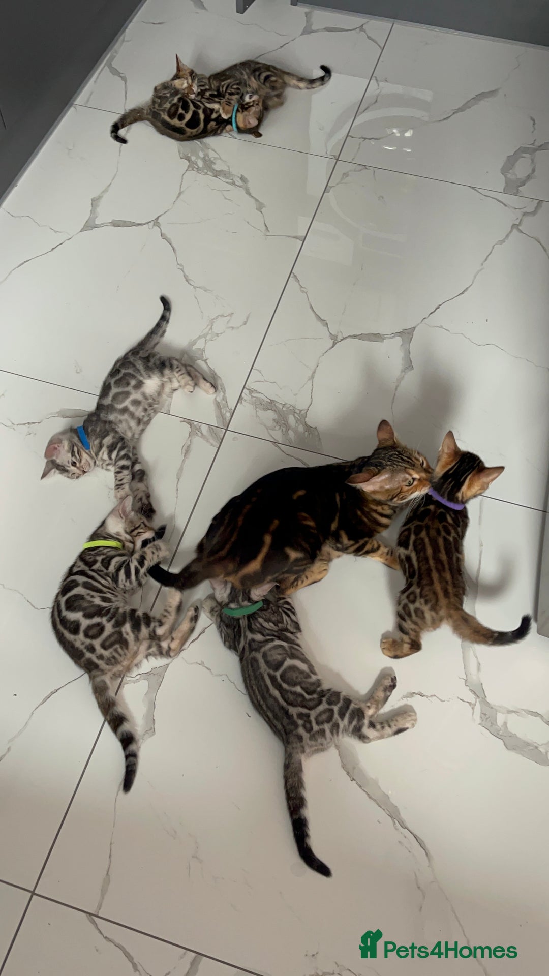 Bengal cats for sale: 🏡Stunning Tica registered Bengal Kittens  🐾 - Image 2