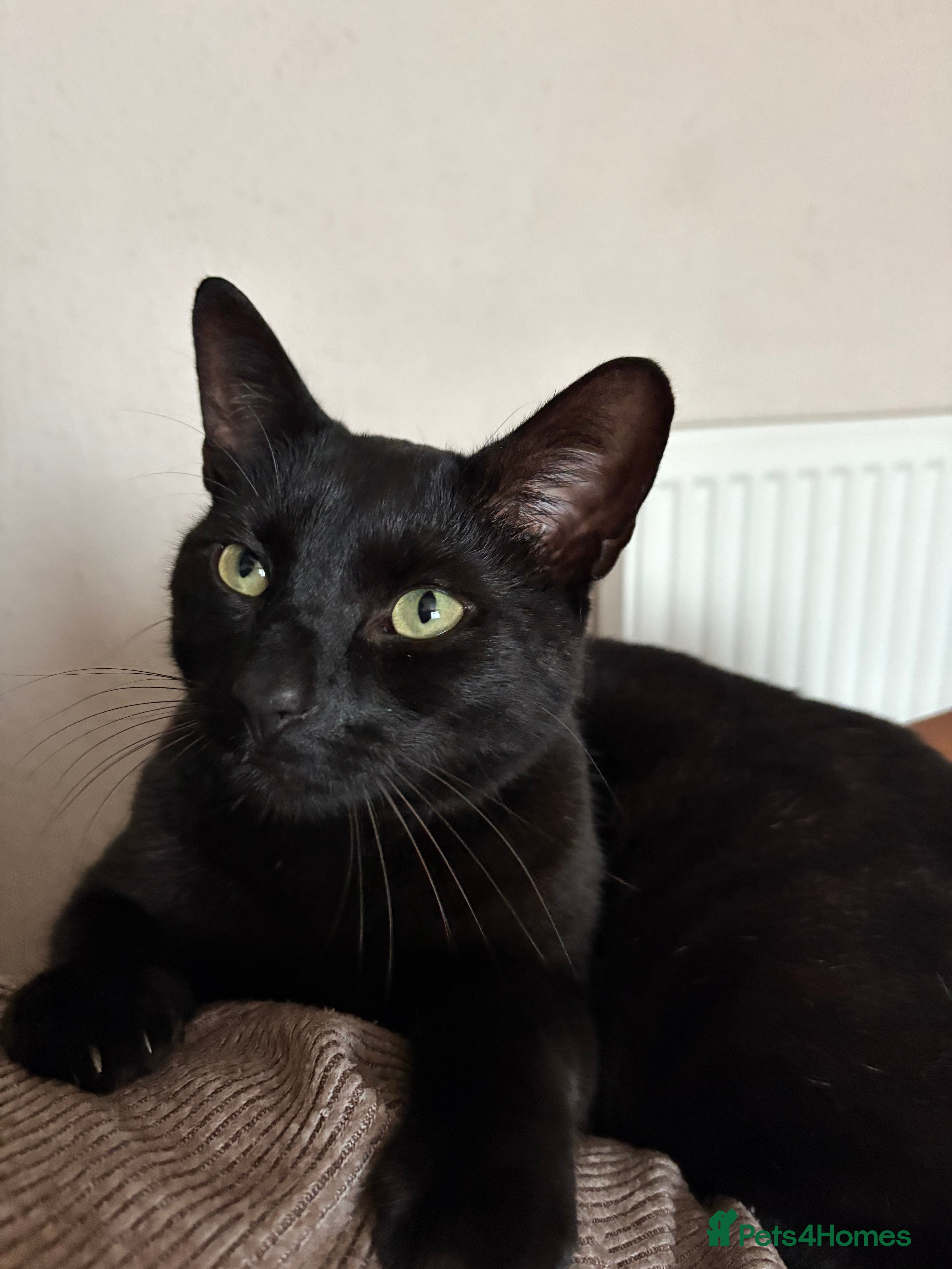 Mixed Breed cats Male Black Cat - Advert 15