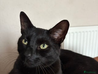 Mixed Breed cats Male Black Cat - Advert 1
