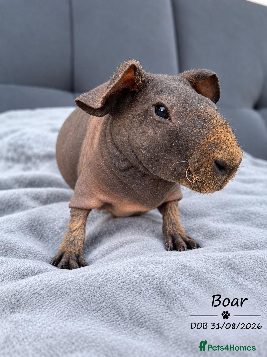 Guinea Pig rodents One skinny boar 💙  - Advert 6