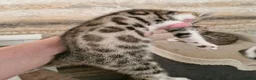 Mixed Breed cats for sale: 3 half bengal kittens - Advert 3