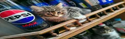 Mixed Breed cats for sale: 4 BEAUTIFUL KITTENS FOR SALE  - Advert 6