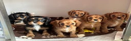 Cavalier King Charles Spaniel dogs for stud: KC Reg Health Tested Excellent Pedigrees for STUD in Nottingham - Advert 23