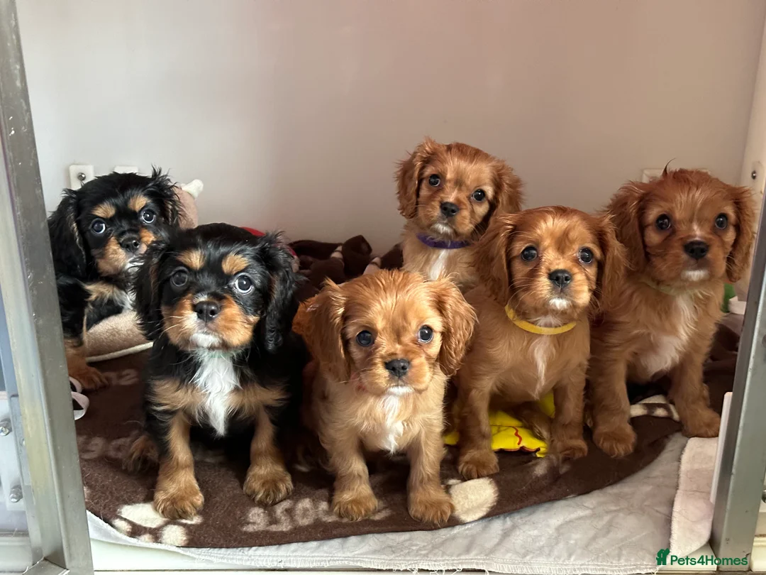 Cavalier King Charles Spaniel dogs for stud: KC Reg Health Tested Excellent Pedigrees for STUD in Nottingham - Advert 23