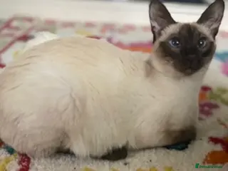 Mixed Breed cats Siamese x Maine coon kittens - Advert 2