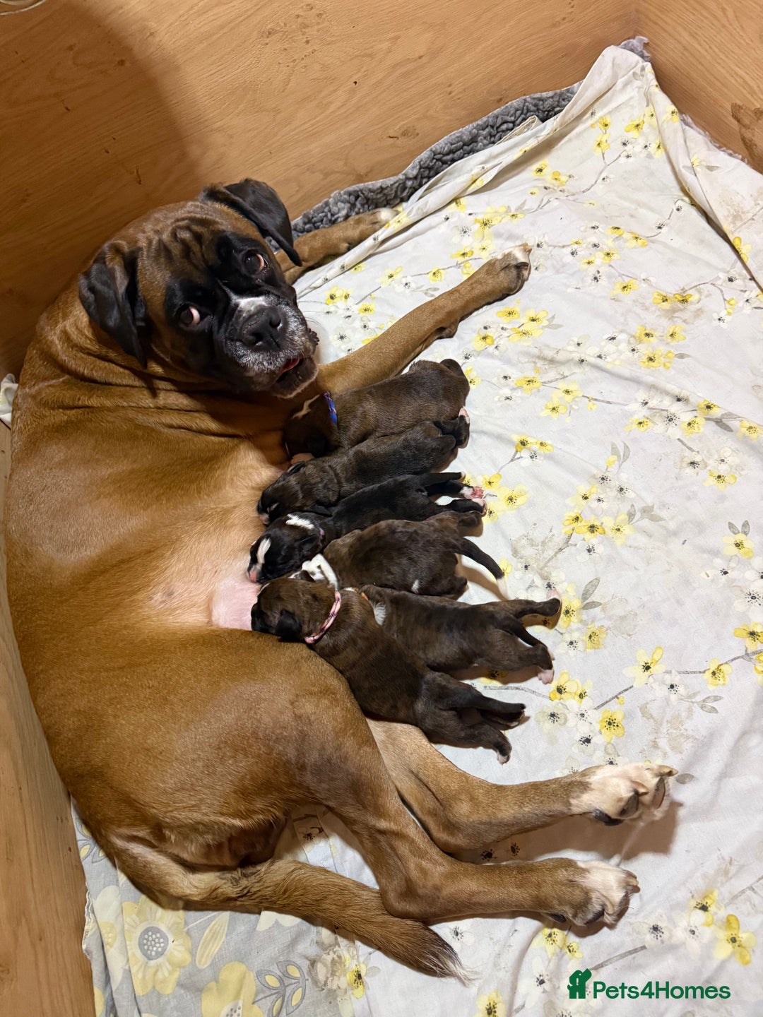 Boxer dogs for sale: 5 KC Reg Brindle Boxer Puppies. - Advert 1