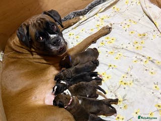 Boxer dogs 5 KC Reg Brindle Boxer Puppies. - Advert 9