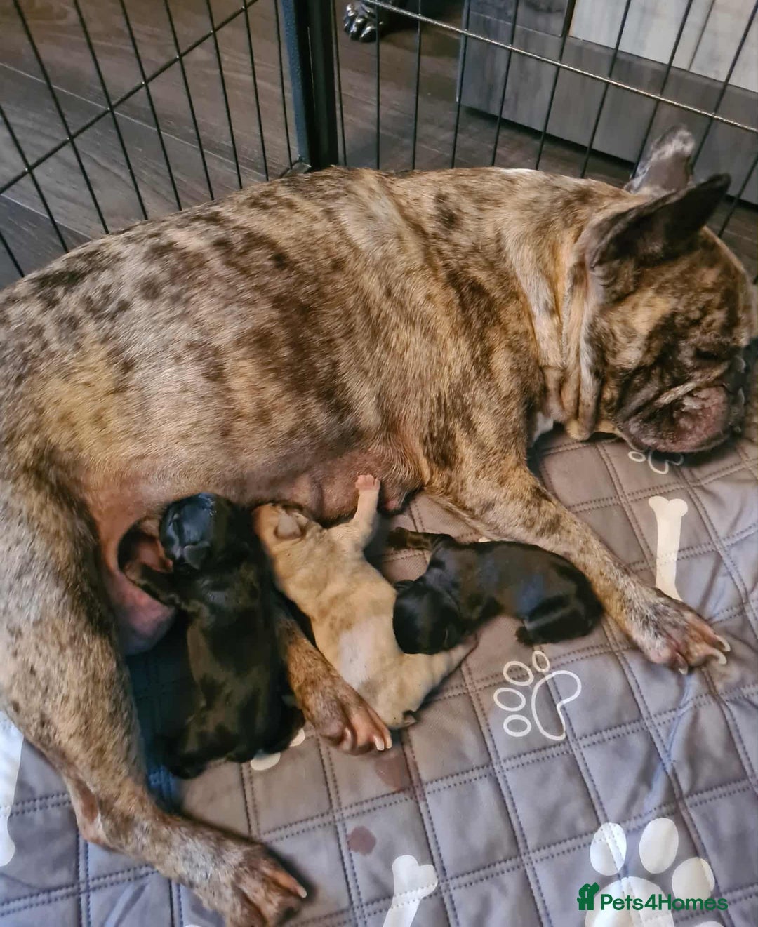 French Bulldog dogs for sale: French Bulldog Male Puppies - Image 5