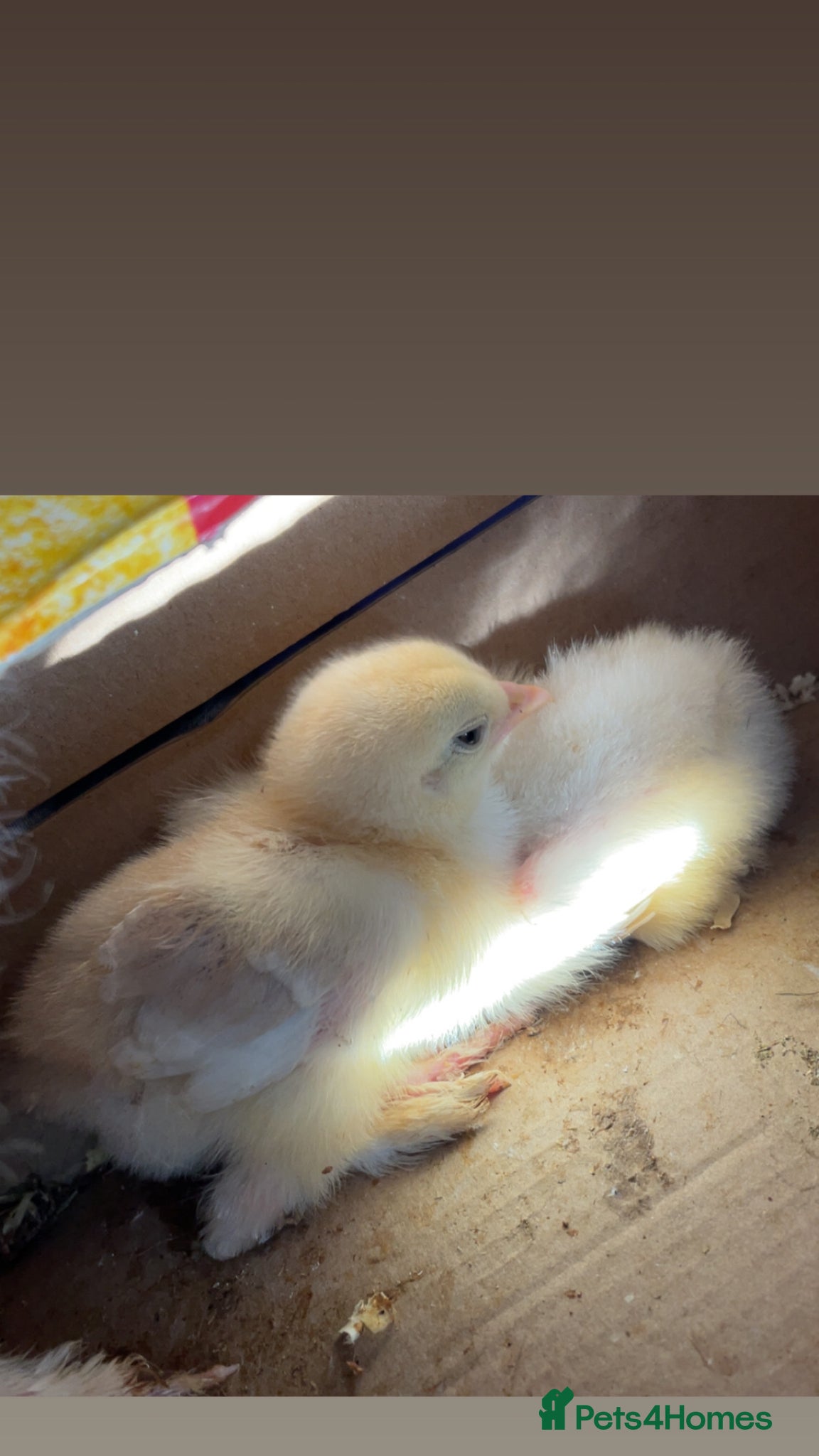 Chickens poultry Brahma chicks  - Advert 1