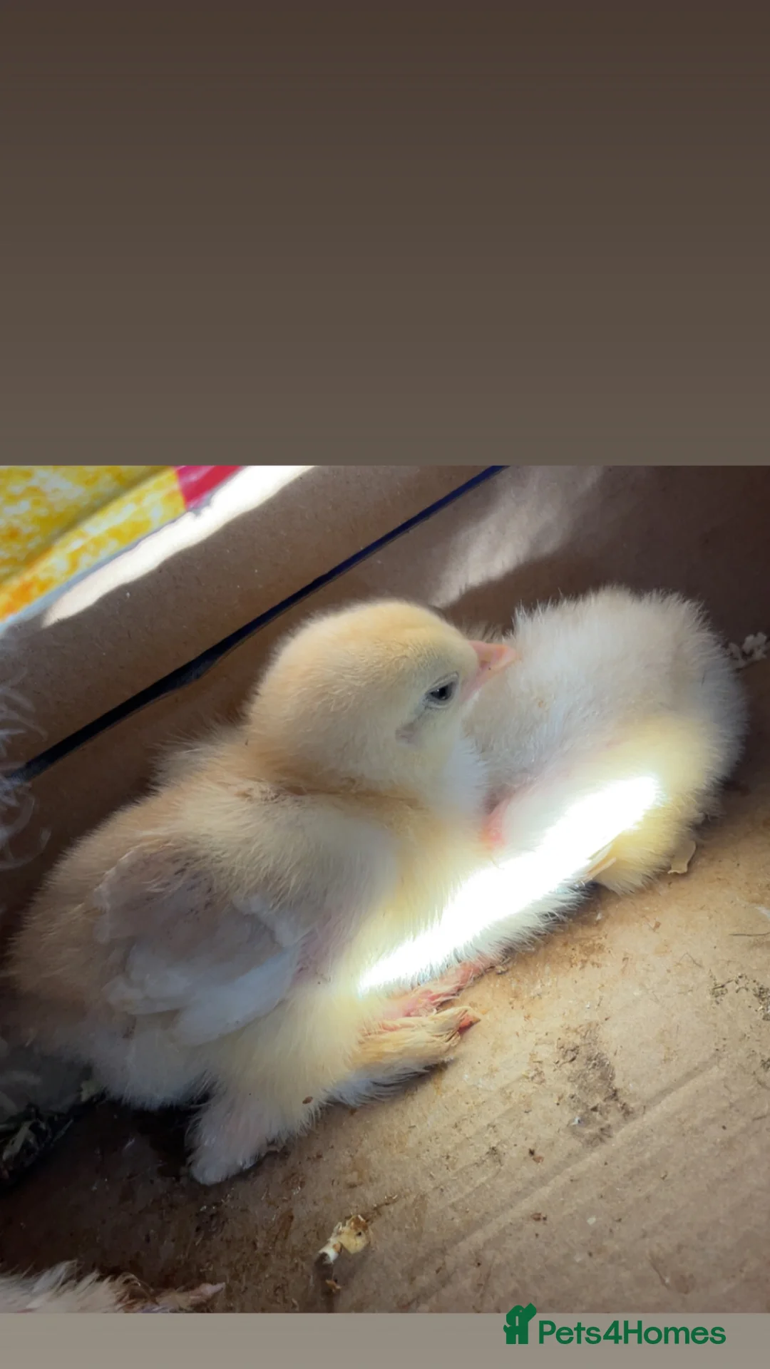 Chickens poultry for sale: Brahma chicks  in Durham - Advert 1