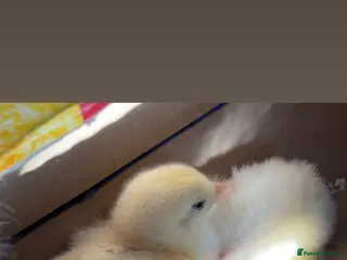 Chickens poultry Brahma chicks - Advert 1