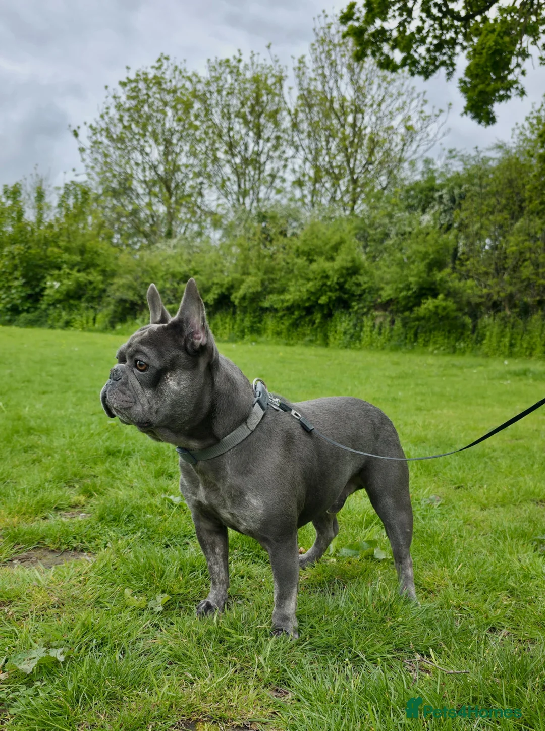 French Bulldog dogs for sale: KC Registered French Bulldog 2y.o Male (Castrated) in York - Advert 2
