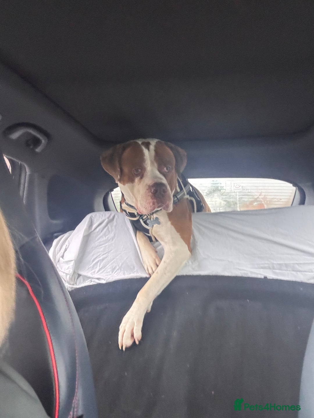 Mixed Breed dogs for sale: Boysie - Advert 14