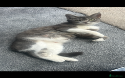 Mixed Breed cats for sale: 5 kittens for sale - Image 6