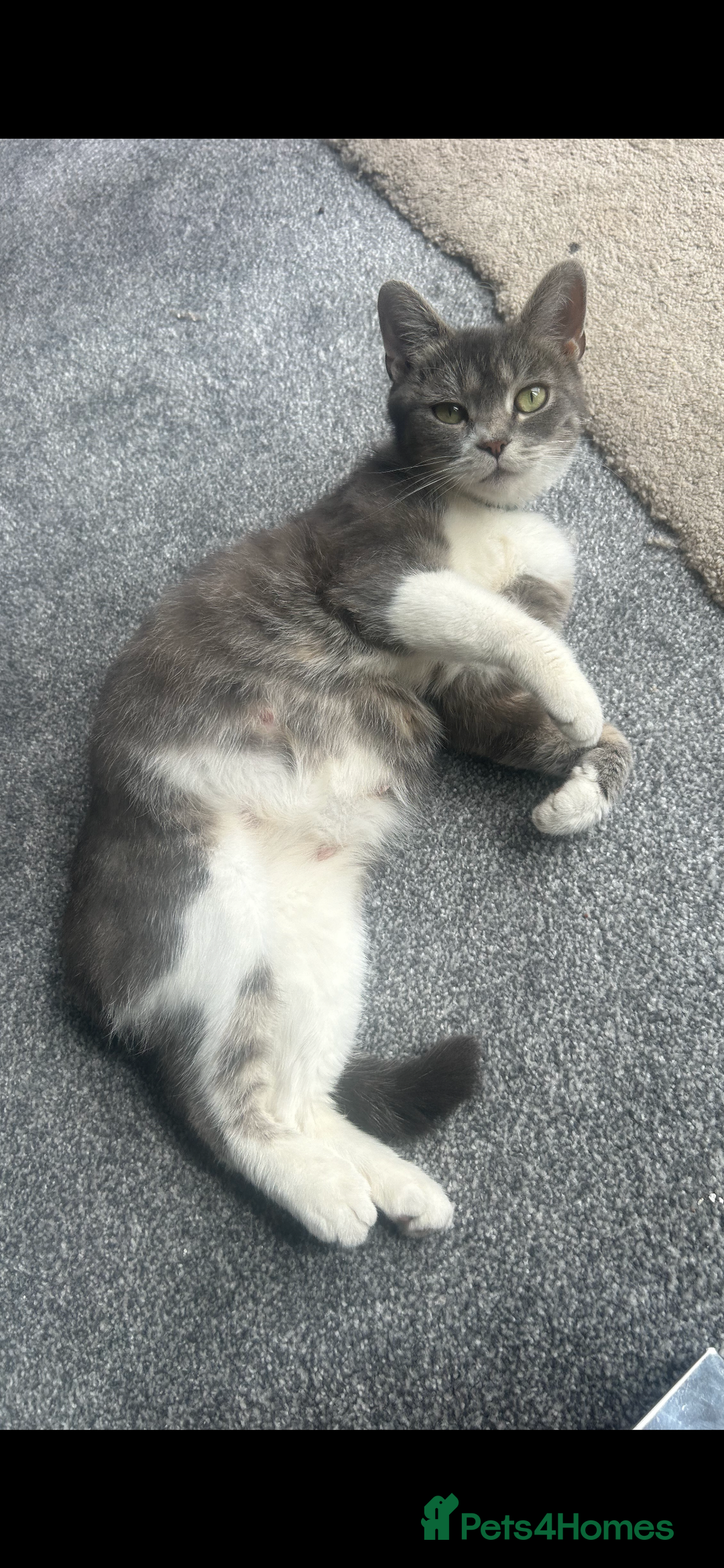 Mixed Breed cats for sale: 5 kittens for sale - Image 6