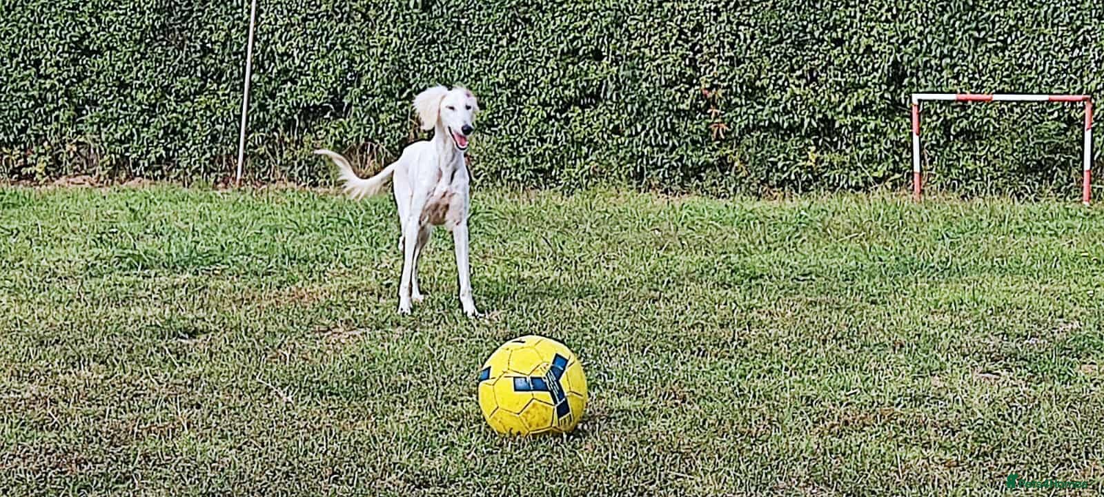 Saluki dogs Jasmine - Advert 1