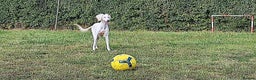 Saluki dogs for adoption: Jasmine - Advert 1