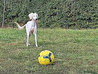 Saluki dogs Jasmine - Advert 14