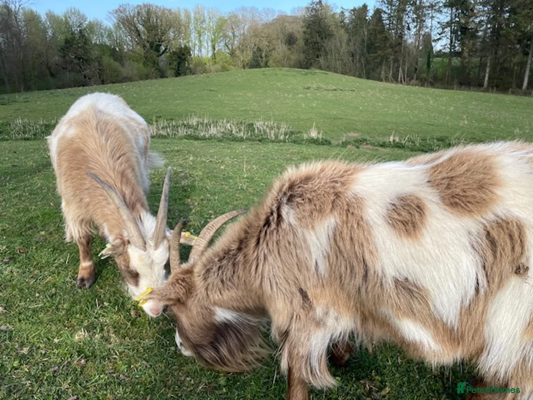 Goats livestock for sale: Two Female Pygmy Goats - Advert 2