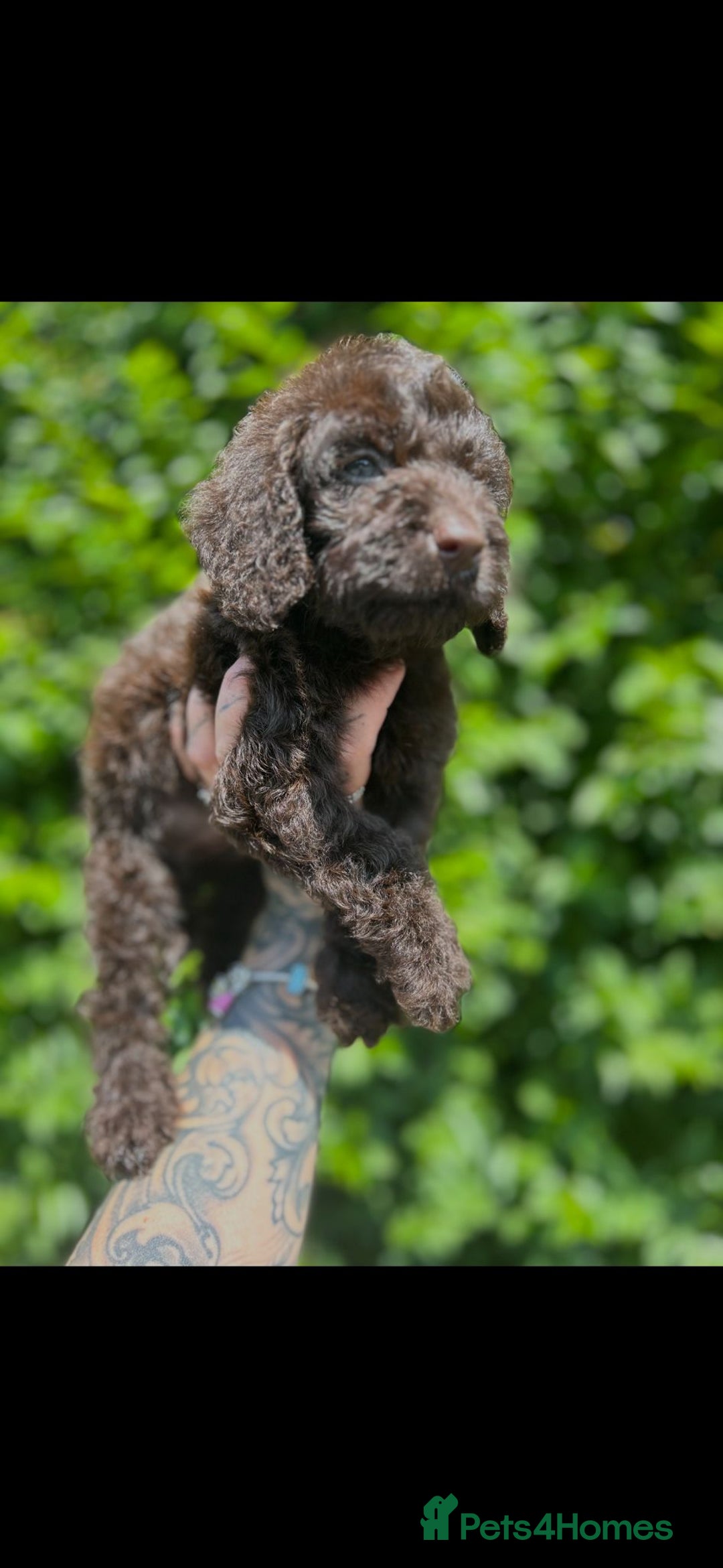 Cockapoo dogs for sale: F1 Toy Cockapoos - Image 5