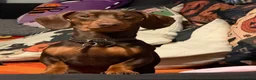 Dachshund dogs for stud: Bear❤️ in Kidderminster - Advert 3