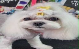 Maltipoo dogs for sale: Tiny F1 Asian Maltipoo puppies. Reserve now! - Image 16