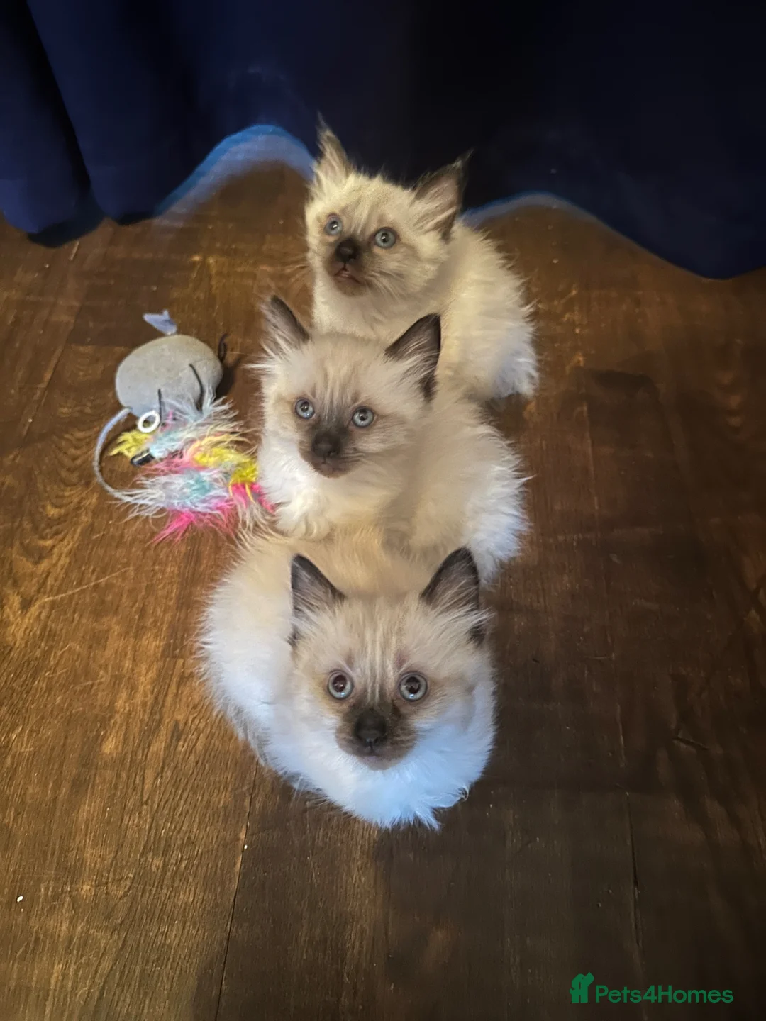 Ragdoll cats for sale: 3 Adorable ragdoll kittens  - Advert 1