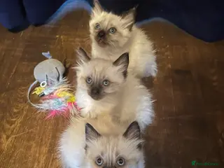 Ragdoll cats 3 Adorable ragdoll kittens - Advert 1