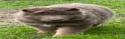 German Shepherd dogs for sale: Five star licenced German shepherds  - Advert 14