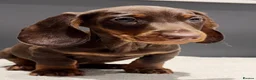 Miniature Dachshund dogs for sale: Miniature Long hair dachshunds - Advert 5