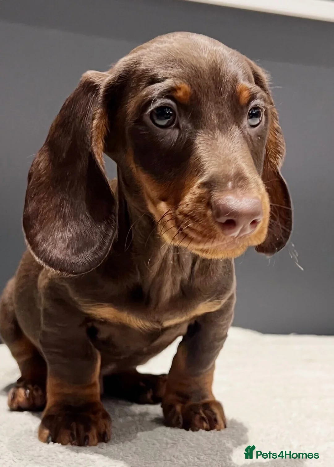 Miniature Dachshund dogs for sale: Miniature Long hair dachshunds - Advert 5