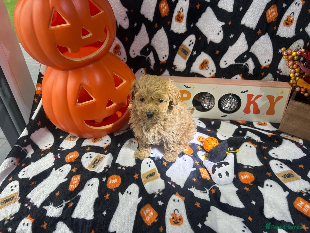 Maltipoo dogs for sale: F1 health tested toy (Asian) maltipoos🩷🩷 - Image 12