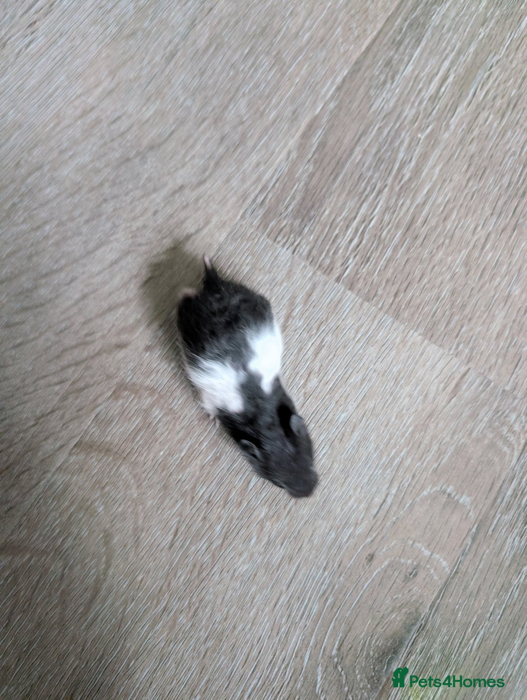 Hamster rodents for sale: Hamster - Image 3