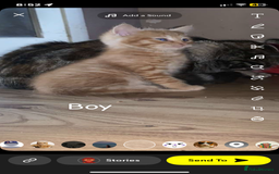 Mixed Breed cats for sale: 6 beautiful kittens  - Image 5