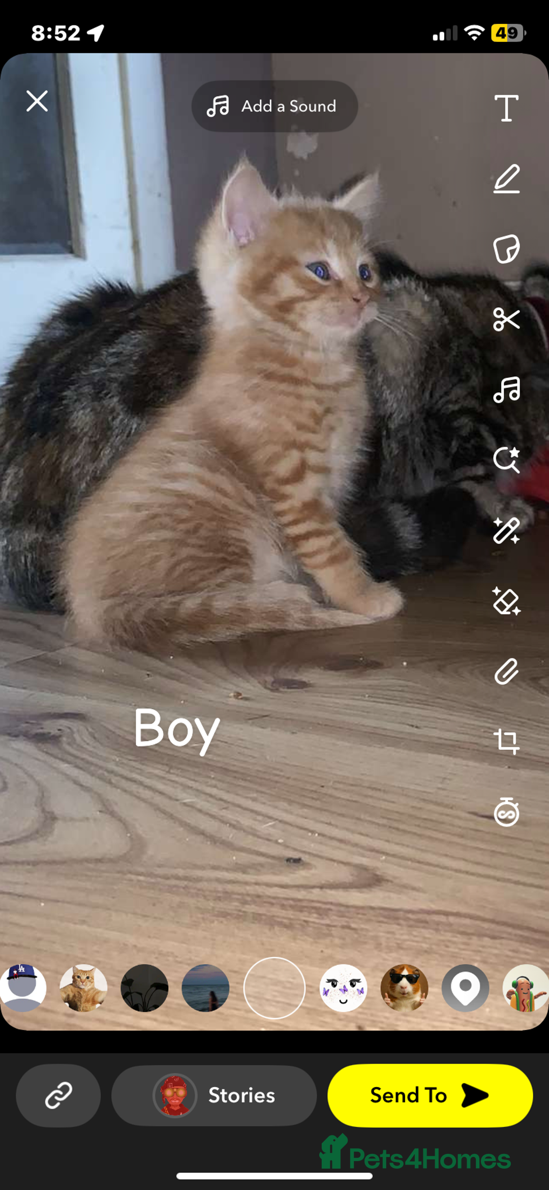 Mixed Breed cats for sale: 6 beautiful kittens  - Image 5