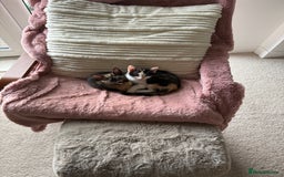 Oriental cats for sale: Sweet Confident Baby Girl - Image 8