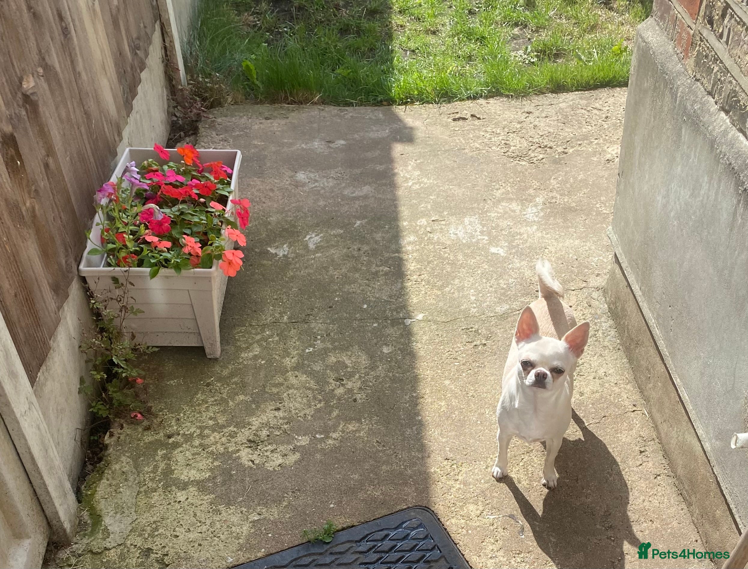 Chihuahua dogs Female chihuahua - Advert 9