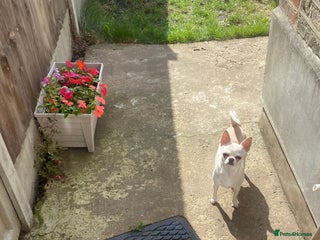 Chihuahua dogs Female chihuahua - Advert 9