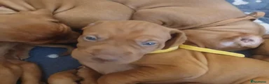 Hungarian Vizsla 2