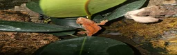 Gecko reptiles for sale: Gargoyle gecko  - Advert 5