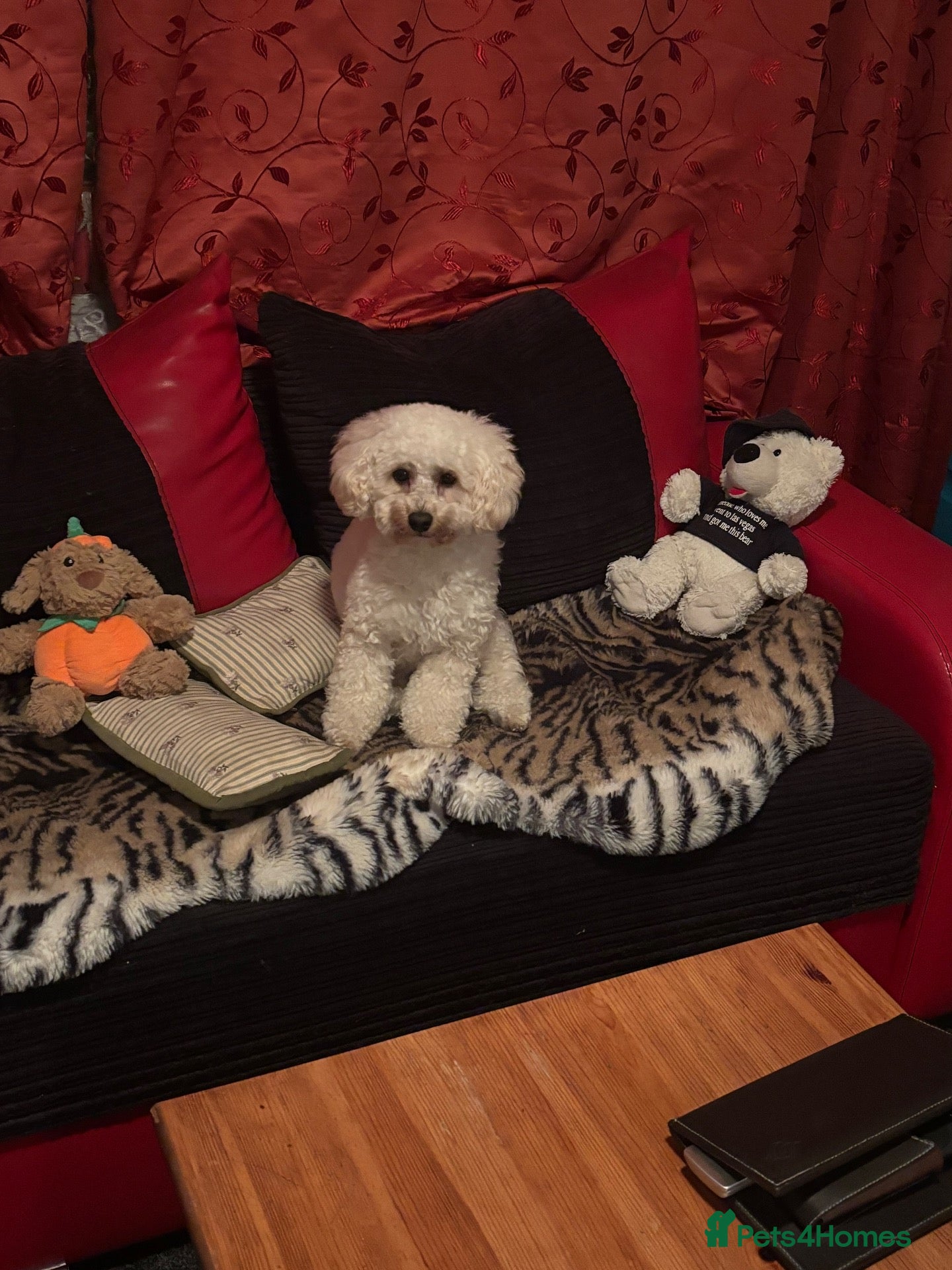 Maltipoo dogs White toy Maltipoo Stud dog /Woolwich - Advert 2