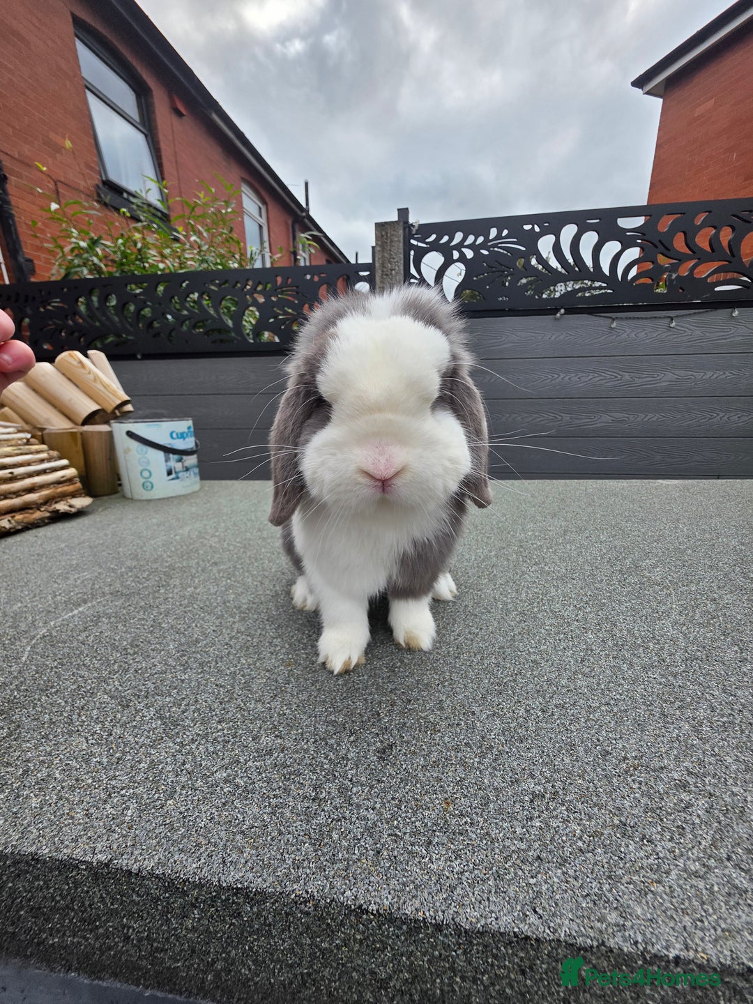 Mini Lop rabbits for sale: Wait list pure bred minilops - Image 4
