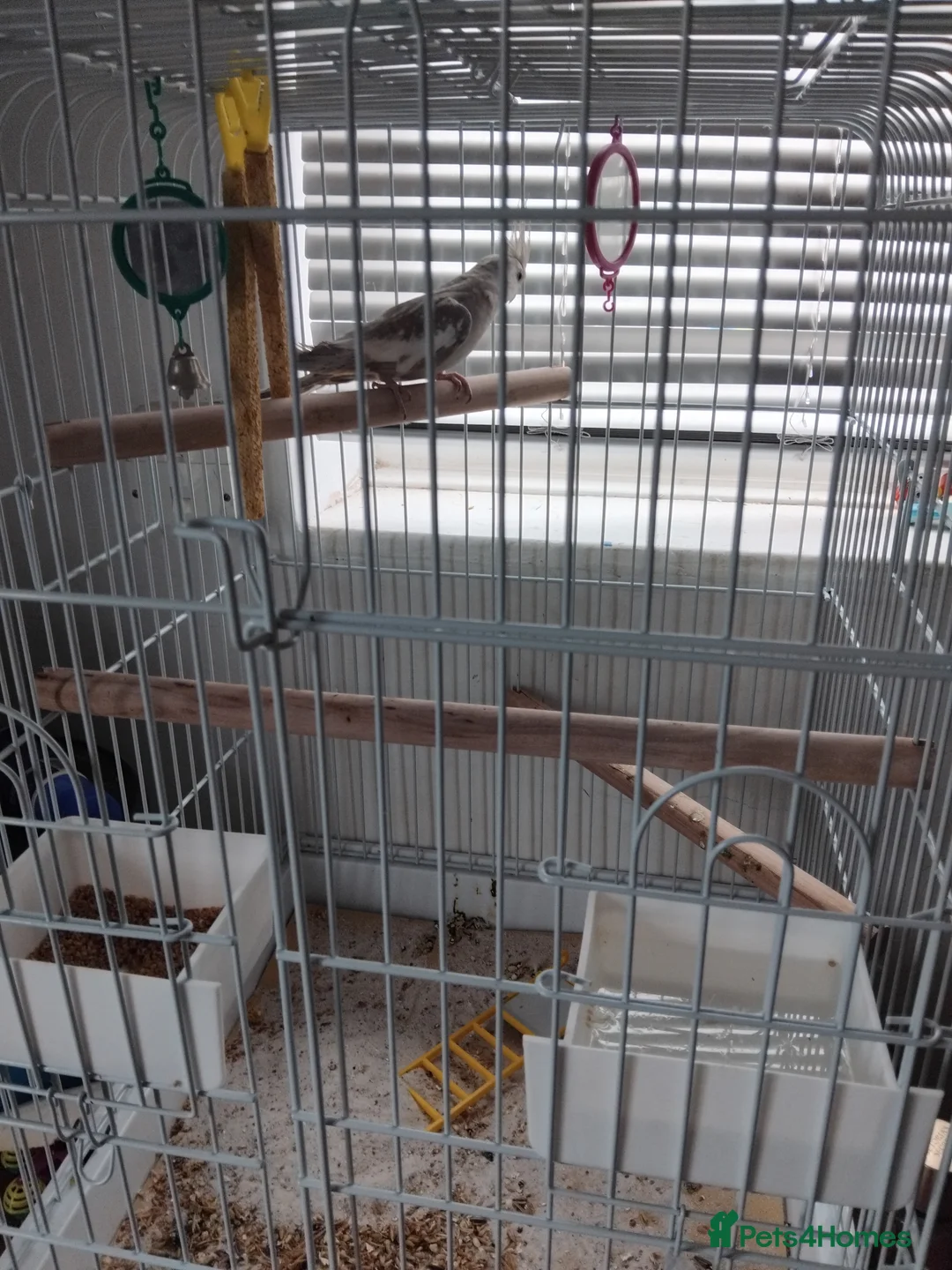 Cockatiels birds for sale: Cockatiel, cage and a couple of accessories in Rotherham - Advert 1